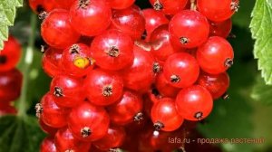 Смородина красная Розетта (ribes rubrum rosetta) ? обзор: как сажать, саженцы смородины Розетта