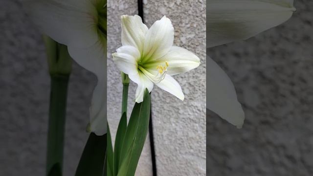 White Amaryllis | Lirio Flower