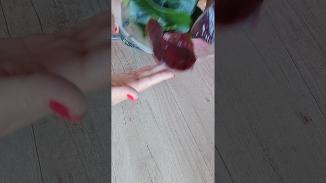 Распаковка нового растения!!! Пополняю свою коллекцию)))