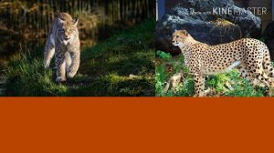 Рысь против гепарда. Lynx against Cheetah. Животные. Батл животных.