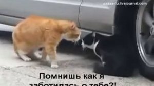 Семейная разборка кота и кошки)))