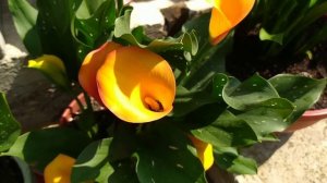 Каллы в моем саду. 2022 г.