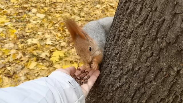 Кормим белочек 🐿️ в Нескучном саду (04.11, Парк Горького, Москва) | Feeding the squirrels | # 124 смотреть онлайн