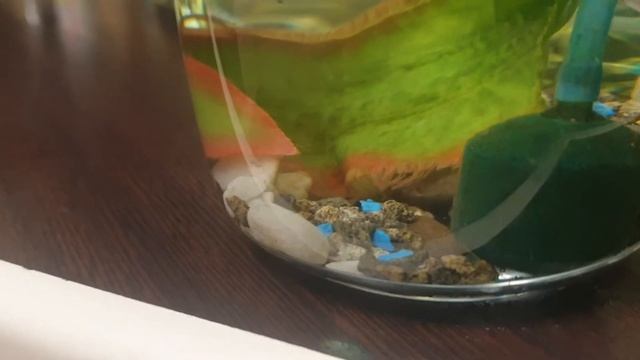 Сомик коридорас, размножение, нерест. смотреть онлайн