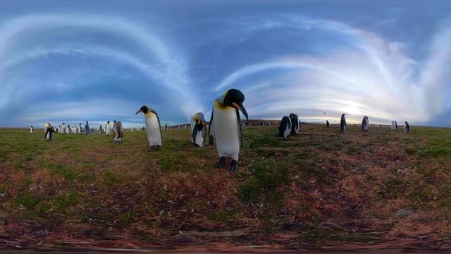 A Day in the Life: King Penguin | Wildlife in 360 VR смотреть онлайн