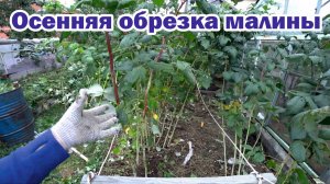 Обрезка малины осенью