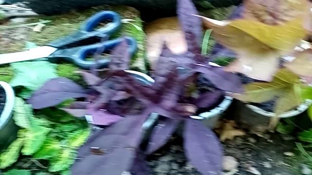 Я так долго ОХОТИЛАСЬ, ИПОМЕЯ БАТАТ. смотреть онлайн