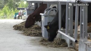 Как «Аграстартап» помог фермеру из Ульяновской области приобрести нидерландских буренок