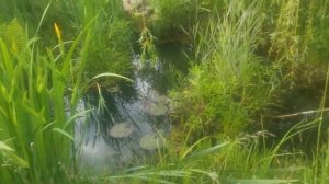 Пруд на даче. Июнь 2021.