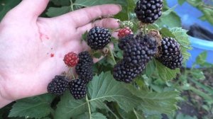 ВАЛЬДО (Waldo), вкусный сорт ежевики бесшипной.