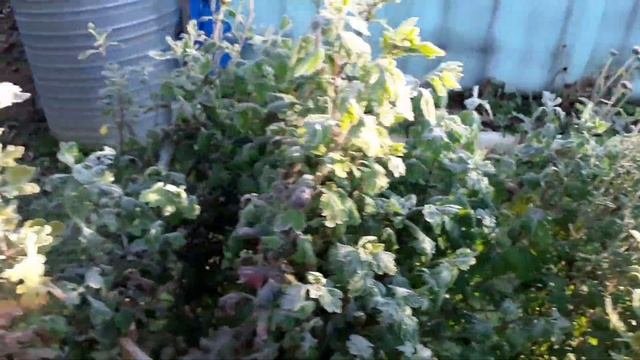 Розы на морозе...#видео#розынаморозе