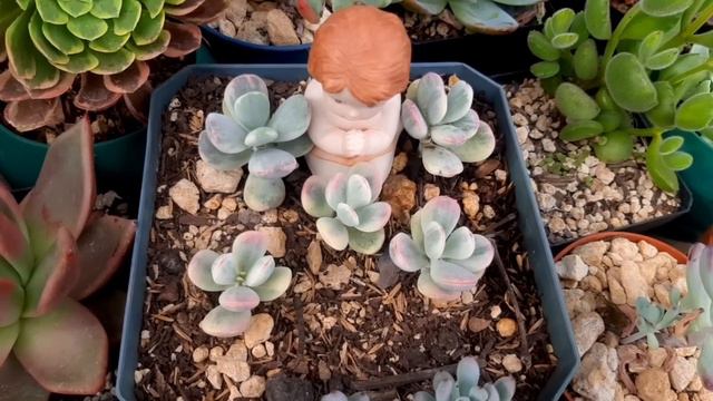 otra parte de mi colección suculenta👨🌾#tour #suculentas смотреть онлайн