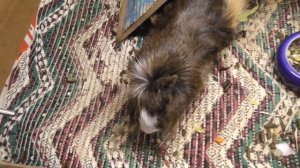 Кароб для морских свинок / Плоды рожкового дерева