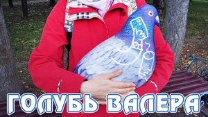 Голубь Валера в Смоленске