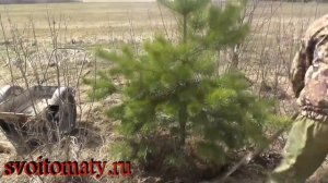 Как пересадить небольшую сосну себе на участок
