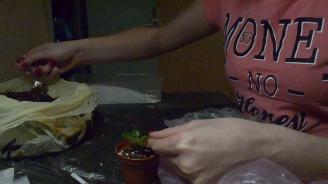 посадка детки миниатюрной фиалки (мини фиалки) смотреть онлайн