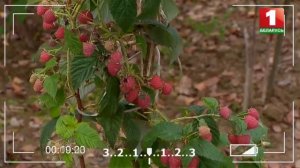 Обработка малины весной. Чем обработать малину после обрезки?