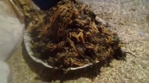 Оперирует корову вытаскивают пакеты
