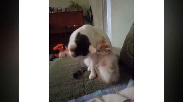 Котенок родился в подвале, но не мог выбраться на улицу.Ему приходилось драться за еду, чтобы выжит смотреть онлайн