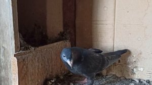 ПОЧТОВЫЕ ГОЛУБИ ?️?️ 2.08.2022.