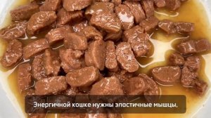 Как организовать питание для энергичных кошек