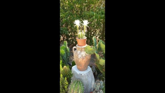 Echinopsis Subdenudata Cactus from Buds to Flowers