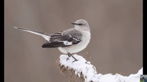 Голоса птиц: многоголосый пересмешник