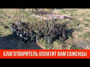 Благотворитель оплатит вам саженцы