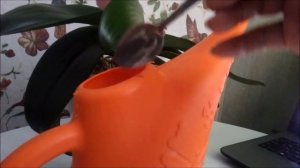 Орхидеи Январь)))Корневин для цветущих орхидей))) Чтобы разбудить корни?)))