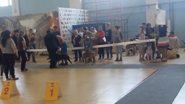 моно АСТ 25.09.2016 Владивосток кобели промежуток смотреть онлайн