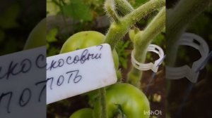 Обзор томатов Дон Жуан , Абрикосовый лапоть и Зелёный кузнечик . Беларусь .