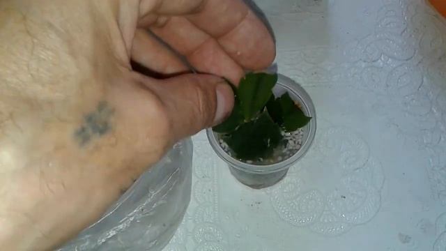 Шлюмбергера. Супер способ размножения. Результат.