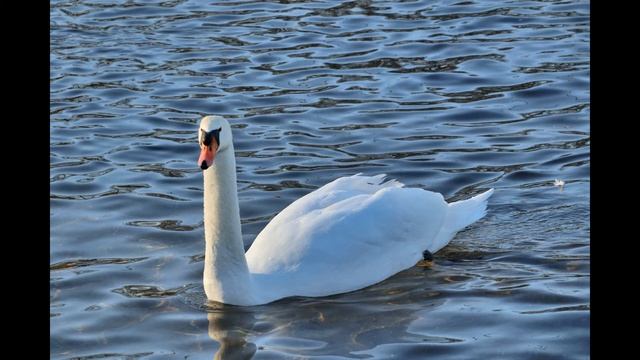 Лебедей много не бывает:-) Гатчина, Дворцовый парк, февраль 2020 г. Слайд-шоу. смотреть онлайн