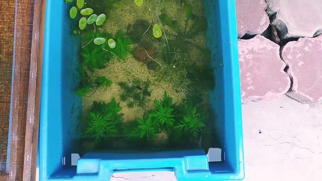 Planted Guppy Tanks ( no filter, no co2, no ferts, no lamp, no waterchanges ) смотреть онлайн