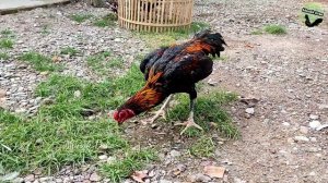 Bentuk Ayam Magon Silangan Saigon, Gagah dan Sangar