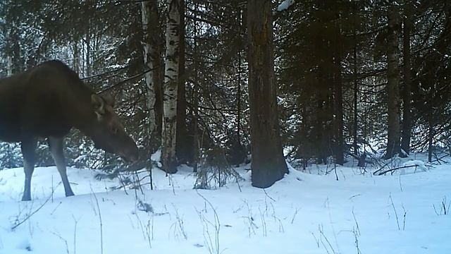 Лосиха 15 12 20 смотреть онлайн