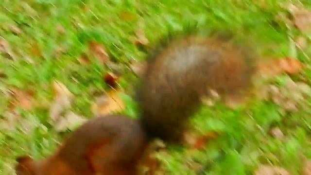 Футаж Белочки. Ручные Белочки. Видеофутажи. Белочки едят орешки с рук. Футажи для видеомонтажа смотреть онлайн