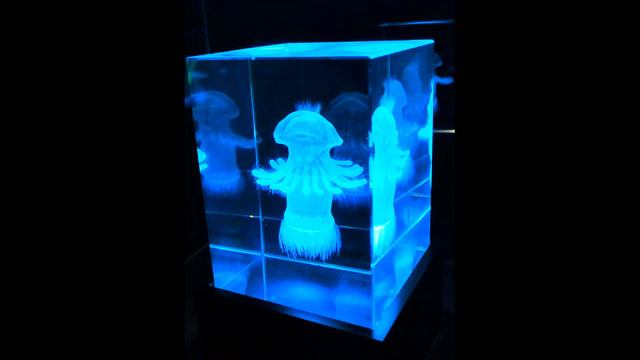 Варианты Тессеракта - Tesseract Variants! Место хранения - Приморский океанариум, Владивосток. ЮМОР смотреть онлайн