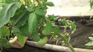 Когда посадить томаты, чтобы созрели в мае  #томаты#раннийурожай#теплица#огород