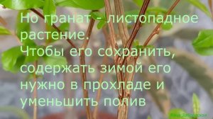 Домашний гранат - формирование, уход. Гранат сорта КАРФАГЕН
