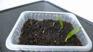 Growing Trachycarpus Fortunei From Seed