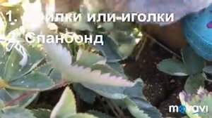 1. Обрезка клубники осенью