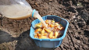 Замачиваю озимый чеснок и лук в гумате и золе! Результат всегда диву даешься. Чеснок лук огромный