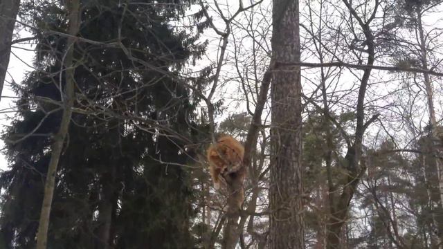 Cat on a tree. Рыжий кот на дереве. смотреть онлайн
