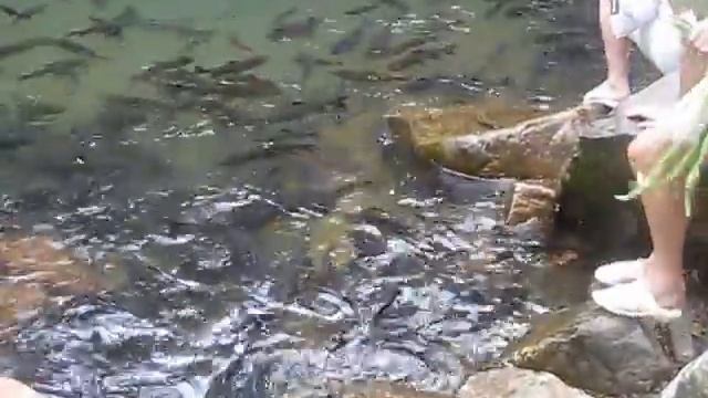 Кормление белого амура на водопаде Эраван смотреть онлайн