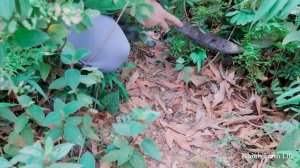 Venturing Into The Green Forest to Trap More Wild Chickens for Family Farm, Building Peaceful Life