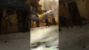 Подсадка плодных маток Бакфаст на пчелу Карника в сентябре