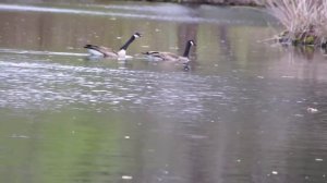 sounds of goose - canada geese by ani male