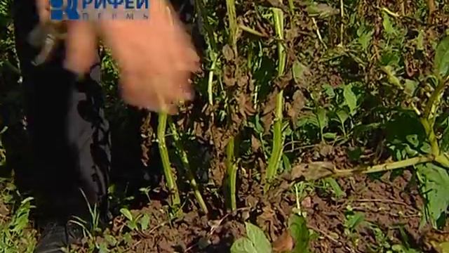 Зелёный участок. Фитофтороз на картофеле.