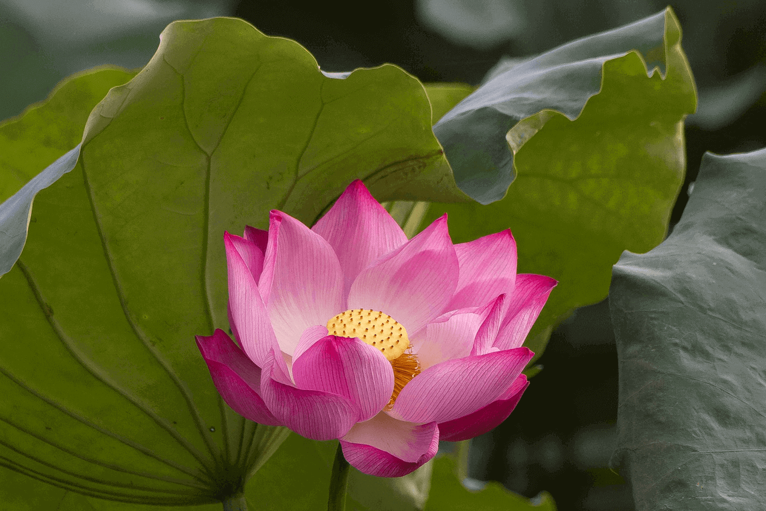 Лотос. Выращивание из семян. Ч. 3  (How to sow lotus. Part 3)